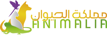 Animalia